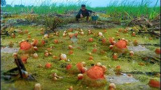 Wow ! a fisherman searching for food at rice field found snails & clams in egg water so beautiful