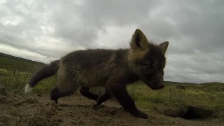 Baby Arctic Foxes, Nunavut