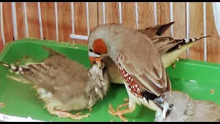 Feeding Zebra Finch Babies