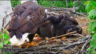 Little Miami Conservancy Bald Eagle- Bette & Baker - Karmienie trojaczkówLM5🐥🌹🍀LM6🐥🌹🍀LM7🐥🌹06/05/2024