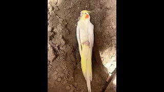 My parrot died | feeling heartbroken 💔😭