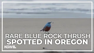 Photographer captures unusual sighting of rare bird on Oregon Coast