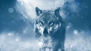 Majestic Winter Wildlife In HD Arctic Wolves,Foxes,And More Animals.Relax Ambince Music.