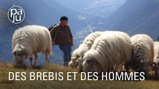 Bergers en Valais, ils introduisent une race de brebis béarnaises dans les Alpes suisses
