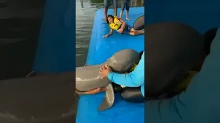 Дельфин целует ребенка / dolphin kisses a child