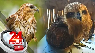 Ibong hawig ng Philippine Eagle, nahuli ng isang lalaki sa Davao City | 24 Oras