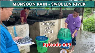 Monsoon Rains Chiang Mai Thailand - Swollen Rivers - Price of Fish