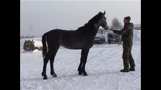 Конный завод "Урожай". Орловский жеребчик Арбат 2019 г.р.