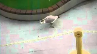 Seagull eating a crab for lunch