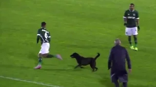 Jugador en Brasil celebró un gol y casi lo muerde un perro | El Gran Viral