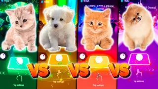 CUTE CAT HOW YOU LIKE THAT & CUTE DOG ED SHEERAN SHAPE OF YOU CUTE CAT BLACKPINK CUTE DOG MARSHMELLO