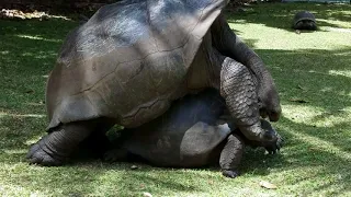 Giant tortoises making little tortoises