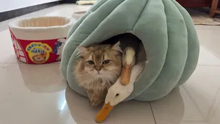 👍The mother cat fought hard to save the duck, and then they slept together! 🤣So funny and cute!