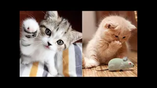 So many cute kittens videos compilation 2020