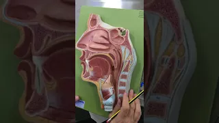 Nasal cavity + pharynx