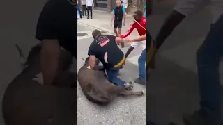 Un Hombre agarra y zarandea una Vaquilla en el Encierro de esta mañana en #Estella