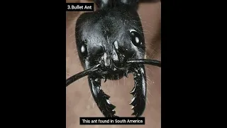 Top 5 Most Dangerous and Deadliest Ant Species in the World....