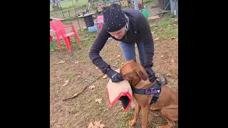 Rhodesian Ridgeback Utility and Defence training, Gwen 10 months