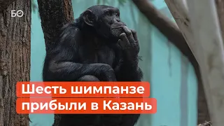 Шимпанзе в Казанском зоопарке учатся давать лапу и понимать по-русски