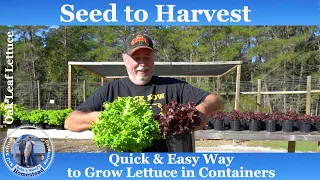 How to Grow Lettuce in Containers: The Quick and Easy Way