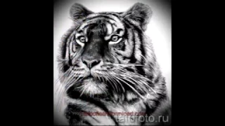 Смотреть эскизы для тату тигр