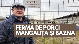 Ferma de Mangalița și Bazna cu măsuri de biosecuritate