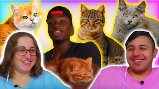 Casual Geographic - The INSANE PLOT ARMOR of cats | Eli & Jaclyn REACTION