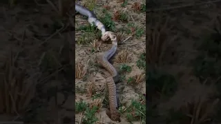 😂🤣 funny  snek video #funny #snake #shorts