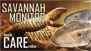 Savannah Monitor CARE VIDEO - How to keep a Bosc Monitor | Varanus exanthematicus