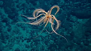 5 Ocean Creatures You've Never Seen!