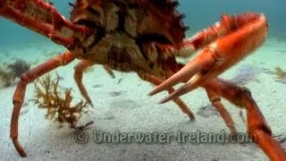 Angry spidercrab (spider crab) attacks an underwater camera (краб-монстр атакует камеру). HD