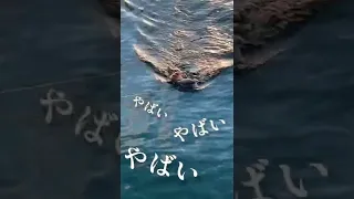 【まじか】堤防釣りでまさかの、、、🎣🔥