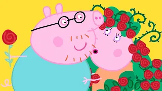 Świnka Peppa 🌹 Walentynki: Mama Świnka i Tata Świnka ❤️ Bajki Po Polsku | Peppa po Polsku