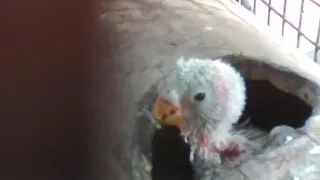 baby parakeet ( budgie) crying