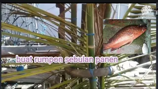 pembuatan rumpon sebulan panen