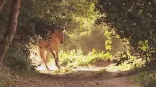 Wild Mustang | German / Deutscher Trailer