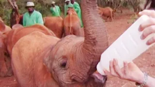 Feeding Baby Orphaned Elephants | Nature's Miracle Babies | BBC Earth