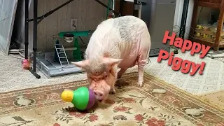 Mini Pig Sammy Playing With His FAVORITE treat toy