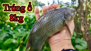 Lọt vào Ổ CÁ RÔ TO giật toát mồ hôi/Fishing and hitting a big fush nest