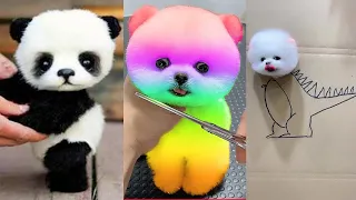 Tik Tok Chó Phốc Sóc Mini 😍 Funny and Cute Pomeranian #167