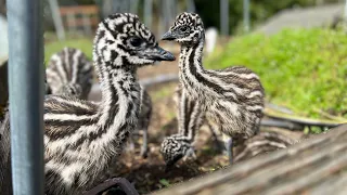 Extended Emu Chick Field Trip