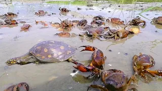 Best Amazing Technology Crab Catching - Unique Crabs & Tortoise Catching System - SP Fishing World