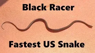 Black Racer Snake at Full Speed - Squirrel Runs Away!
