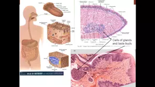 13. Medical School Histology. Digestive System I - Part 1 (Cells)