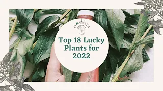 Top 18 Lucky Plants for decoration your home | Fengshui Plants