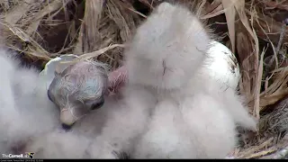 Third And Final Red-tailed Hawk Chick "I3"Hatches! – May 2, 2019