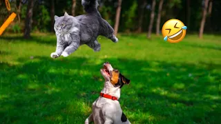 Funny videos 2024 | Best Fails of The Year | Try Not To Laugh | Funny Pets | Dog and Cat Videos