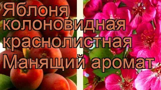 Яблоня колоновидная краснолистная Манящий аромат 🌿 обзор: как сажать, саженцы яблони Манящий аромат