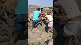 Mahindra tractor stuck in mud #shorts #tractor