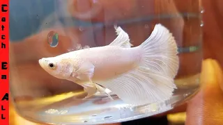 BUYING RARE BETTA FISH!